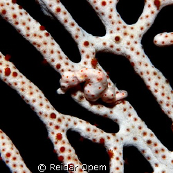 Seafan Annella Mollis with a little guest by Reidar Opem 